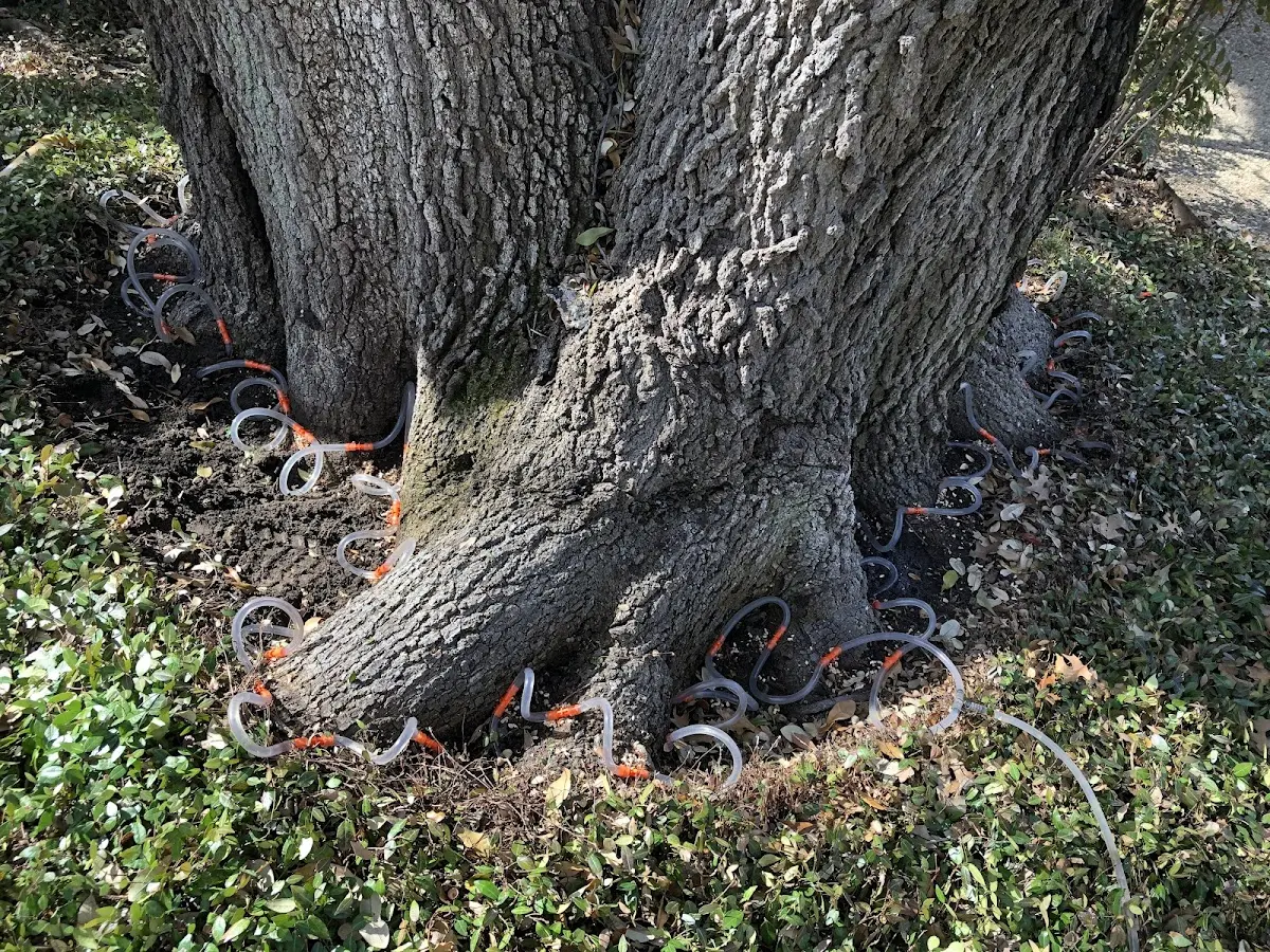Detailed Tree Cabling and Bracing job site in Alpena