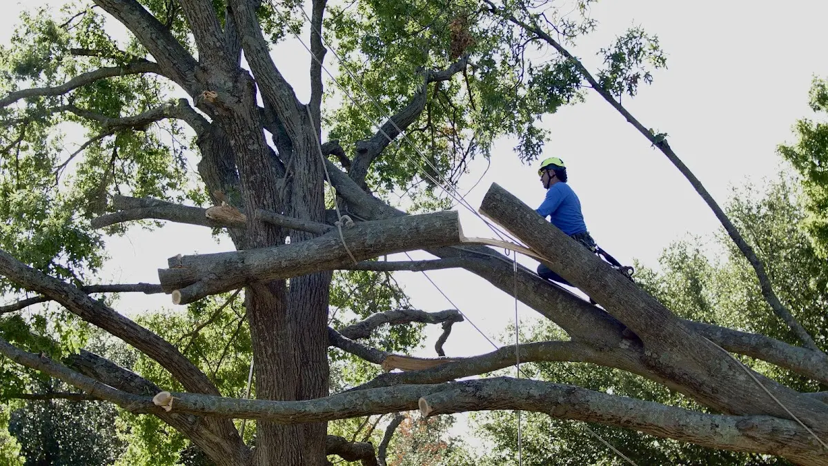 Professional Hazardous Tree Removal performed by certified arborists in Alpena